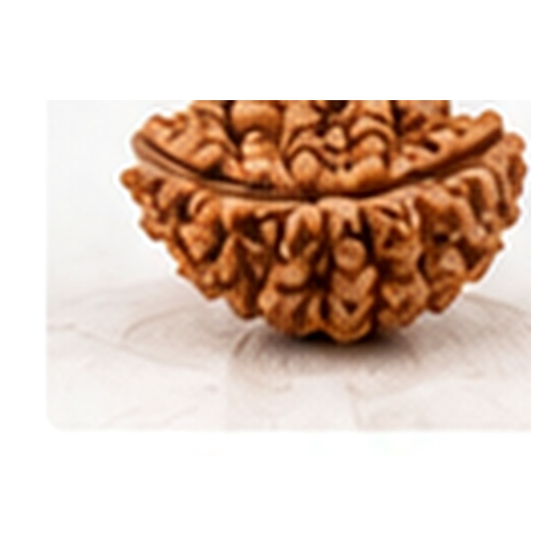 1 Mukhi Rudraksha (Authentic Half Moon)